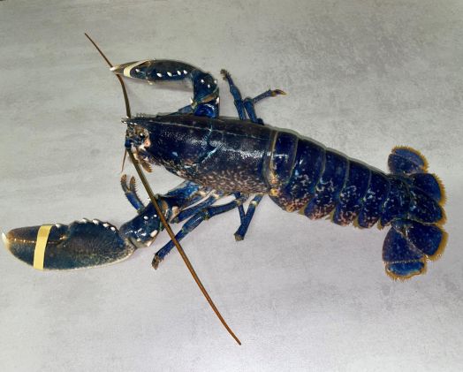 Homard Bleu.jpg